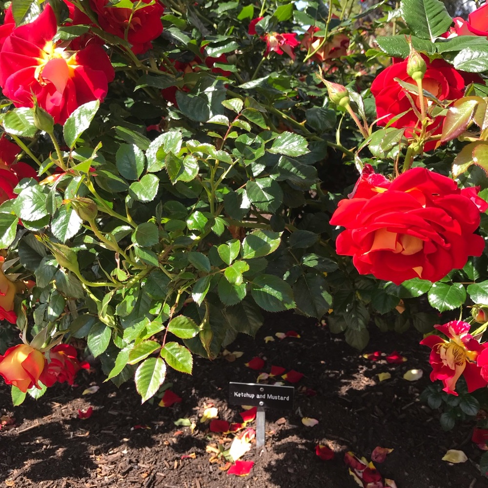 Meet your Posher, Diana